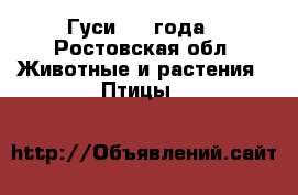 Гуси 1,5 года - Ростовская обл. Животные и растения » Птицы   